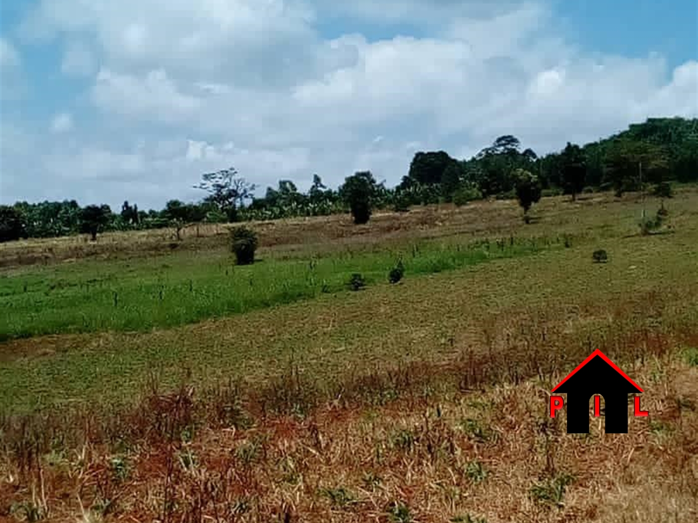 Agricultural Land for sale in Ssekanyonyi Mityana