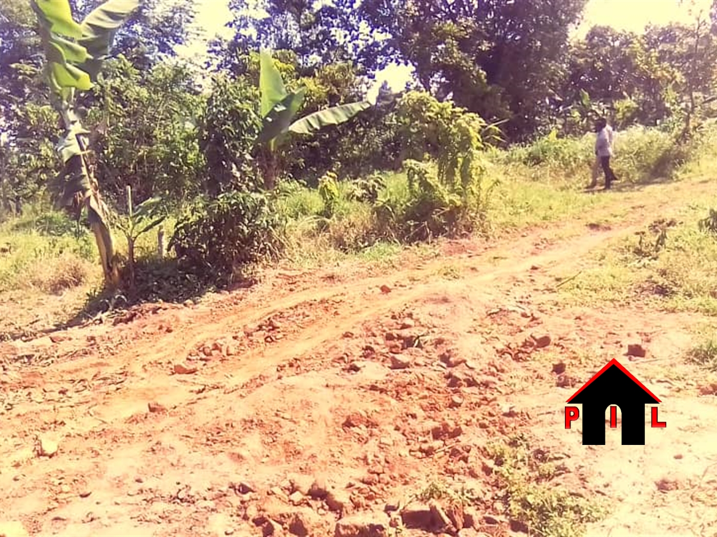 Agricultural Land for sale in Bulemenzi Luwero