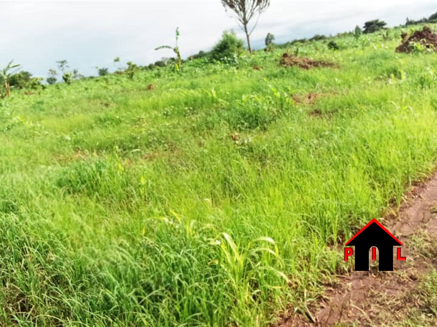 Agricultural Land for sale in Bugembe Nakasongola