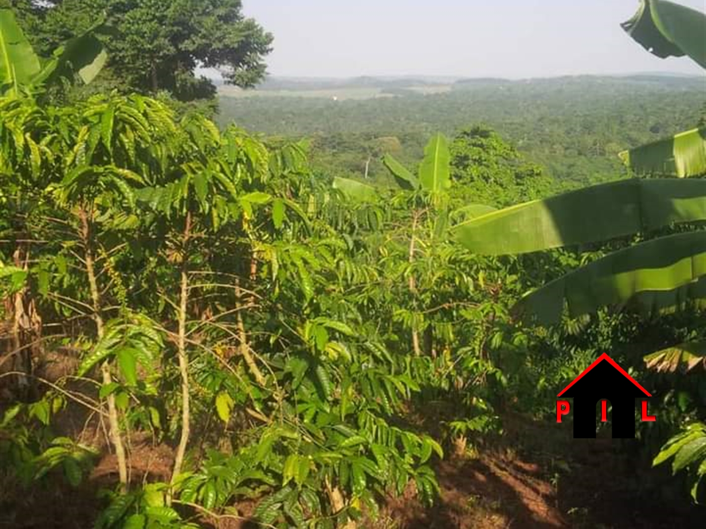 Agricultural Land for sale in Najimbe Jinja