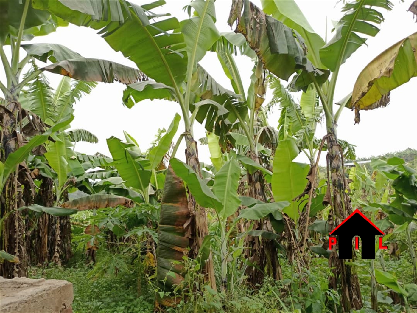 Agricultural Land for sale in Najjembe Mukono