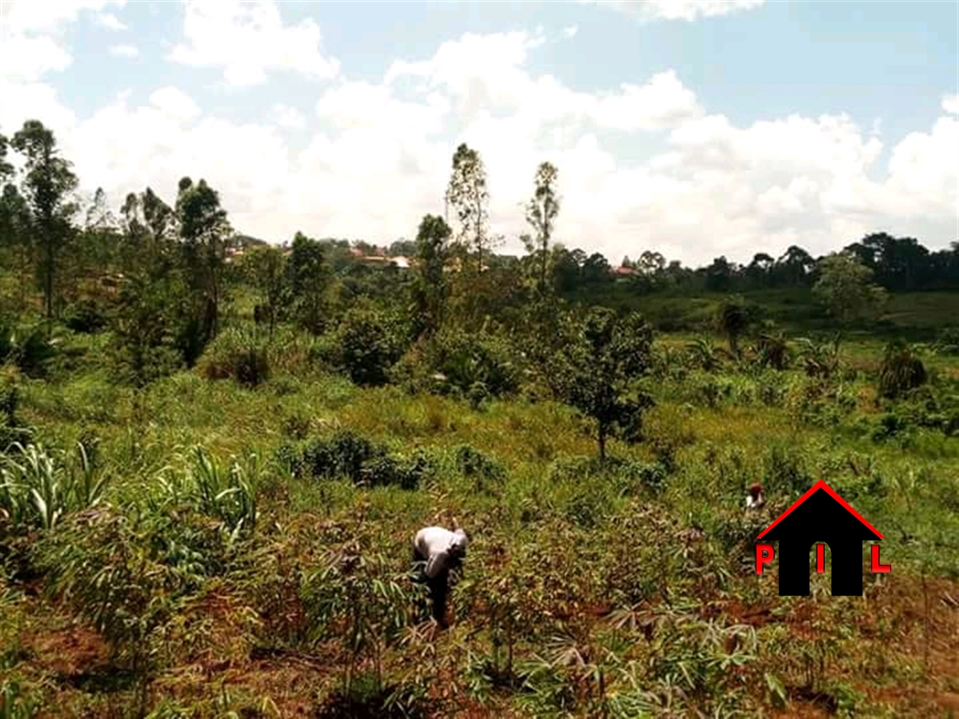 Agricultural Land for sale in Katalekamese Nakaseke
