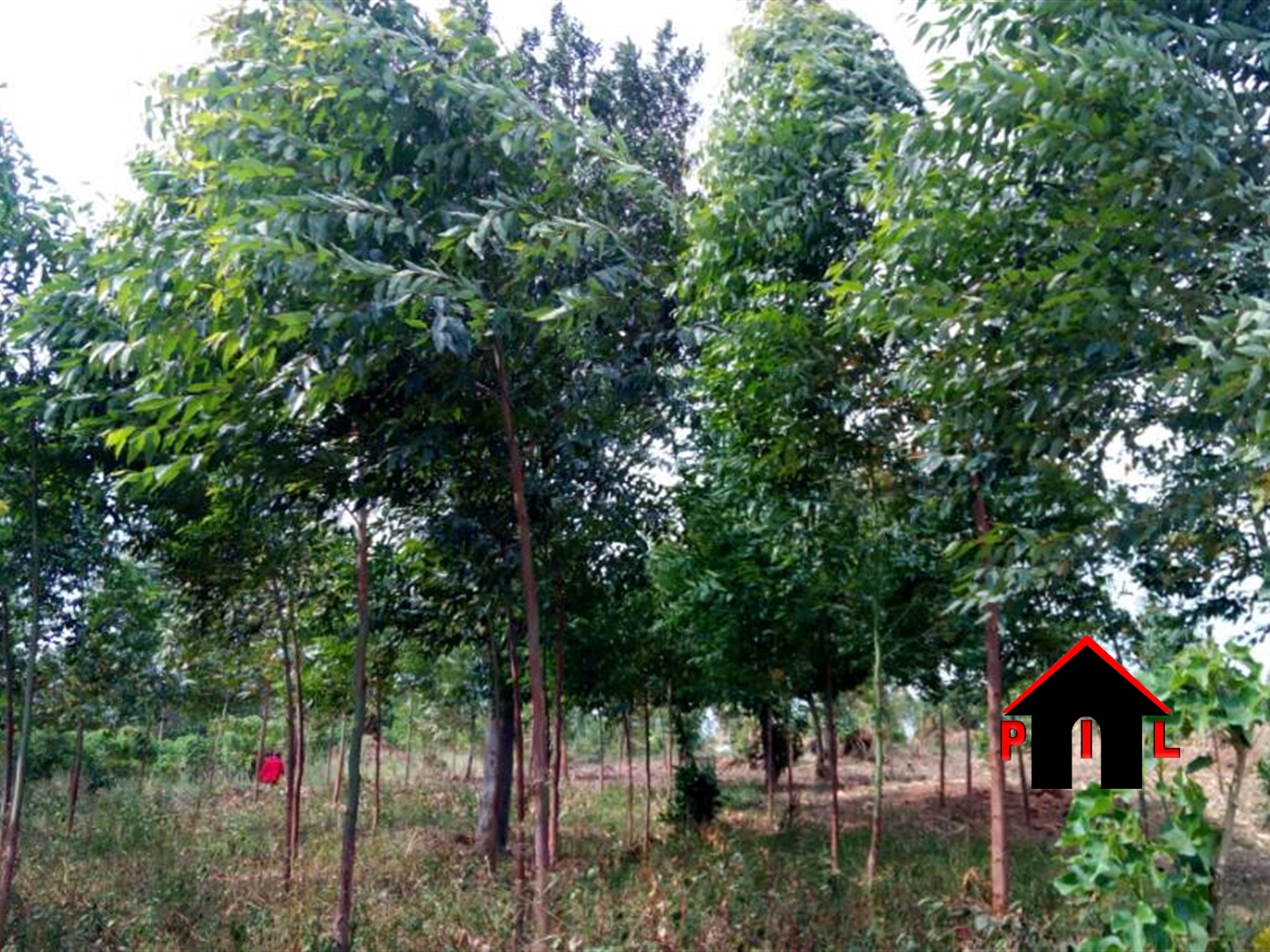 Agricultural Land for sale in Katalekamese Nakaseke