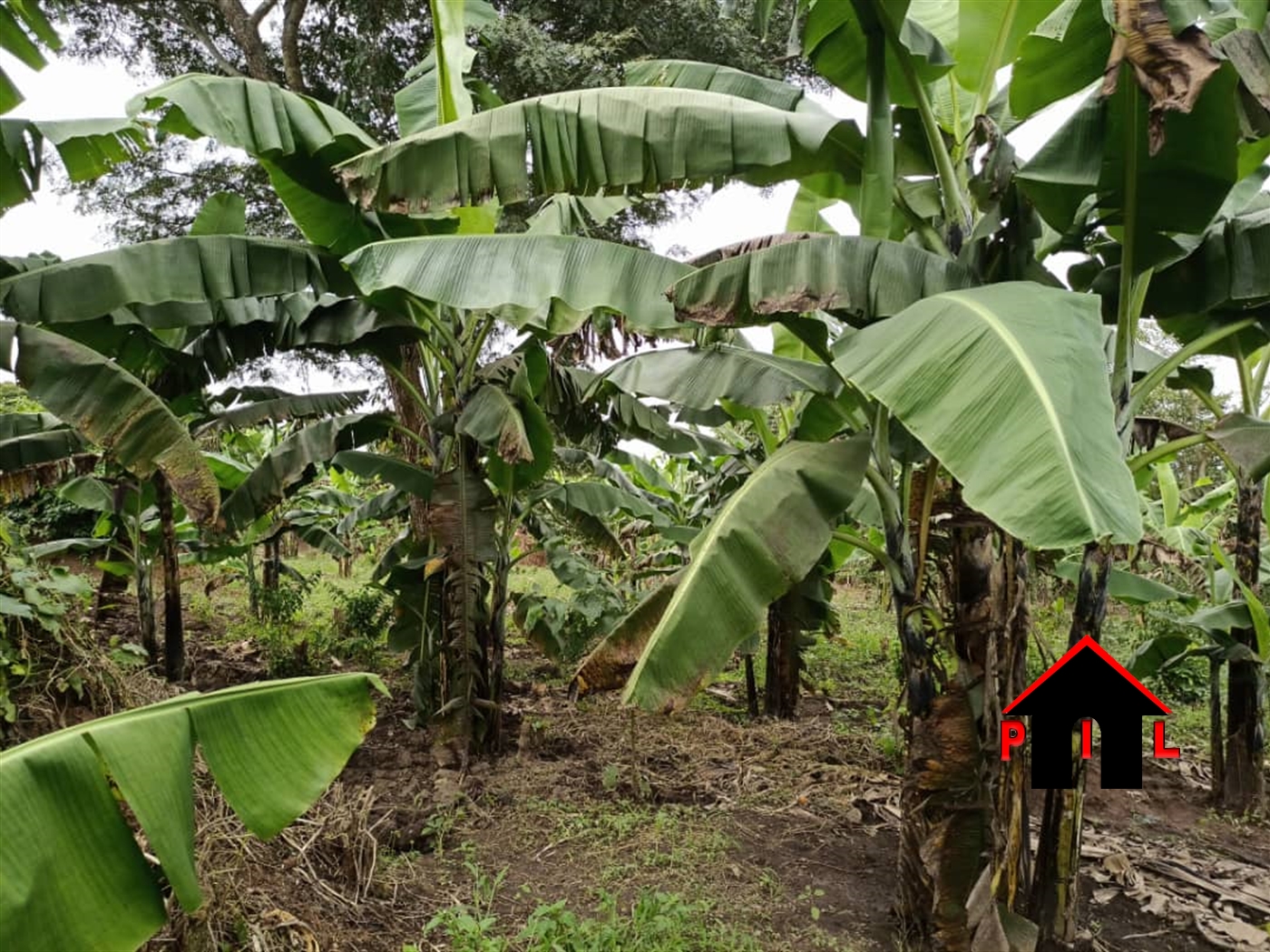 Agricultural Land for sale in Matugga Wakiso