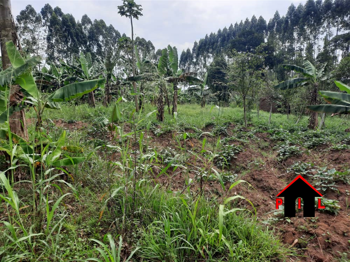 Agricultural Land for sale in Nakirebe Masaka