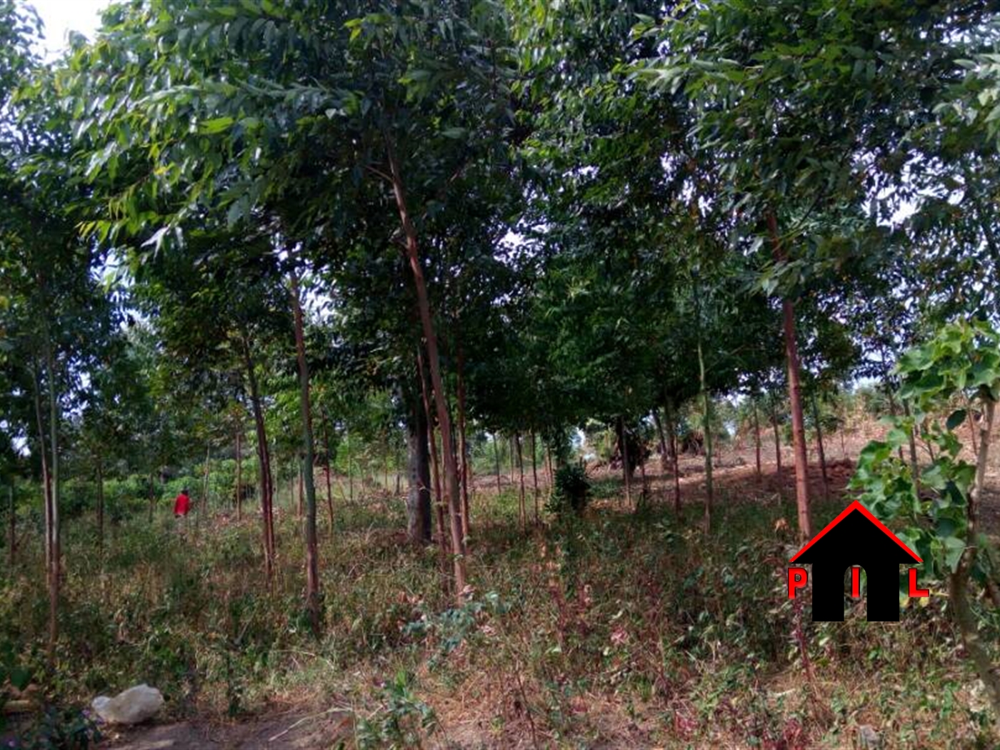 Agricultural Land for sale in Namulonge Wakiso