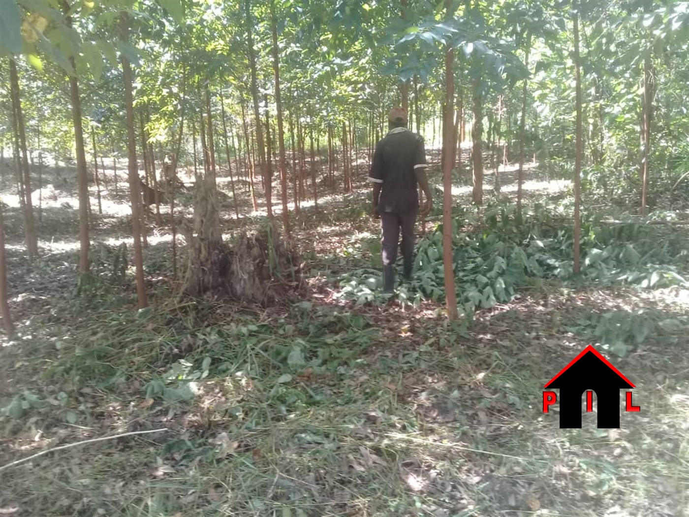 Agricultural Land for sale in Ziloobwe Wakiso