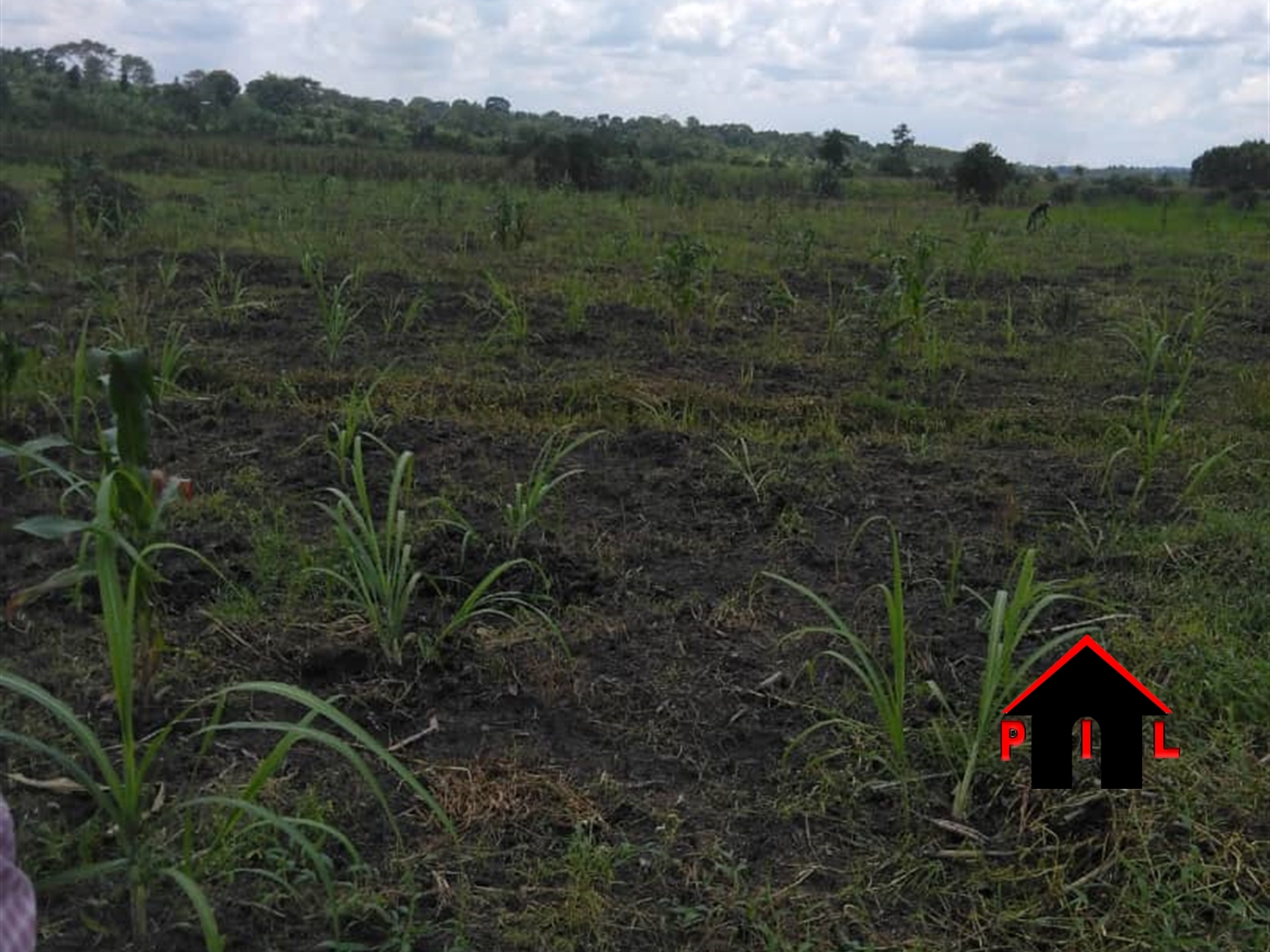 Agricultural Land for sale in Kapeke Nakaseke