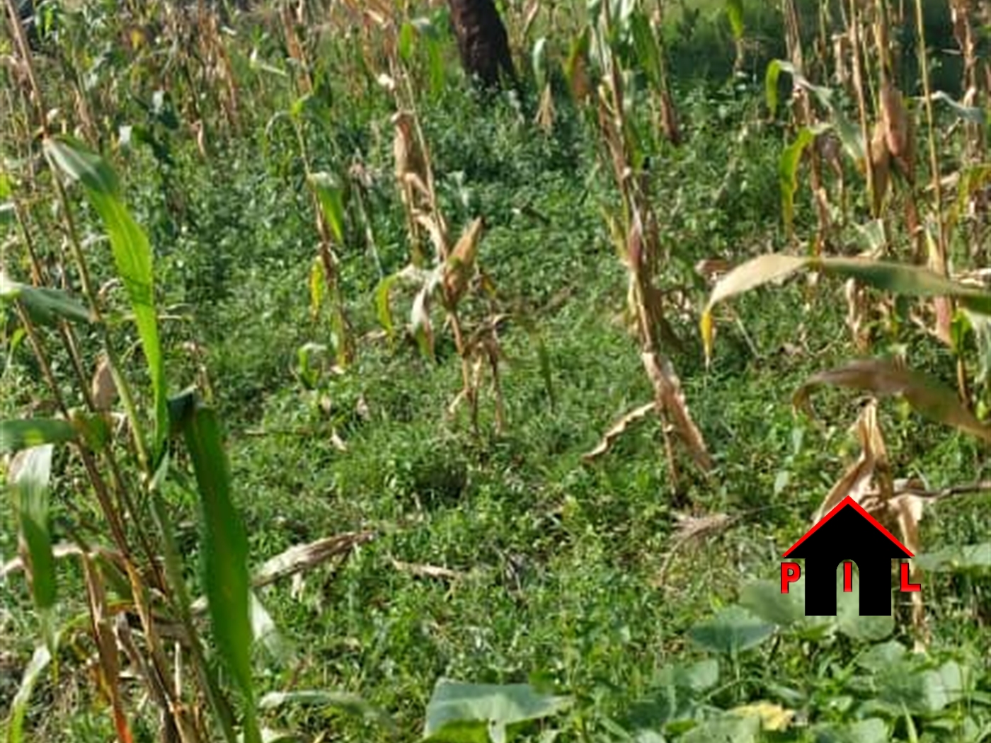 Residential Land for sale in Kisweera Mukono