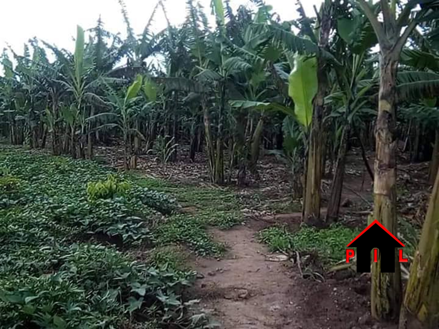 Agricultural Land for sale in Kyetume Mukono