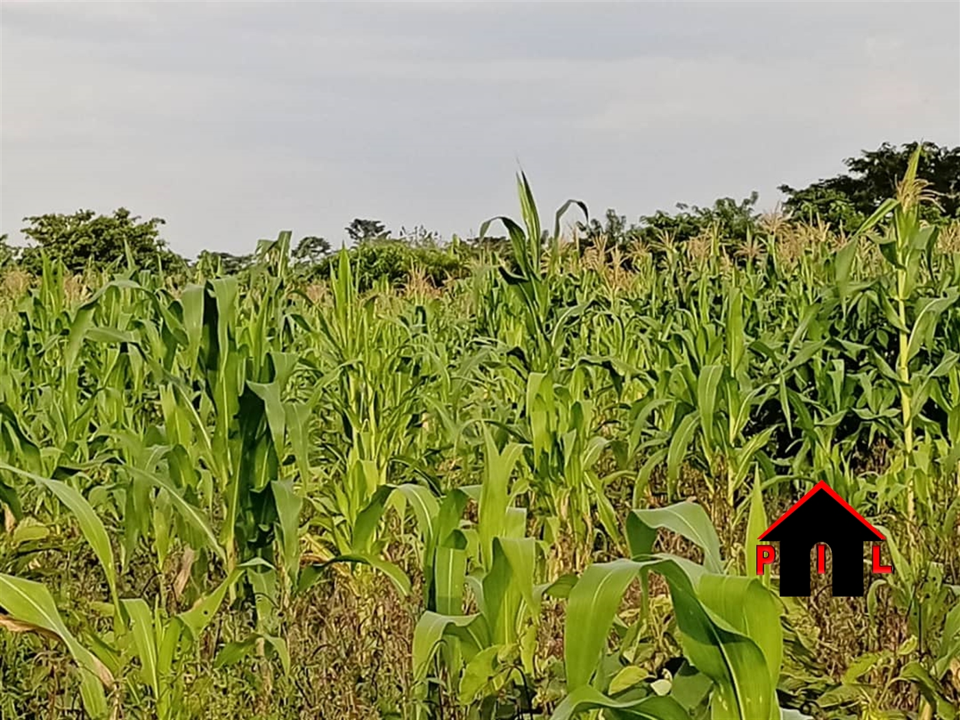 Residential Land for sale in Kiwenda Wakiso