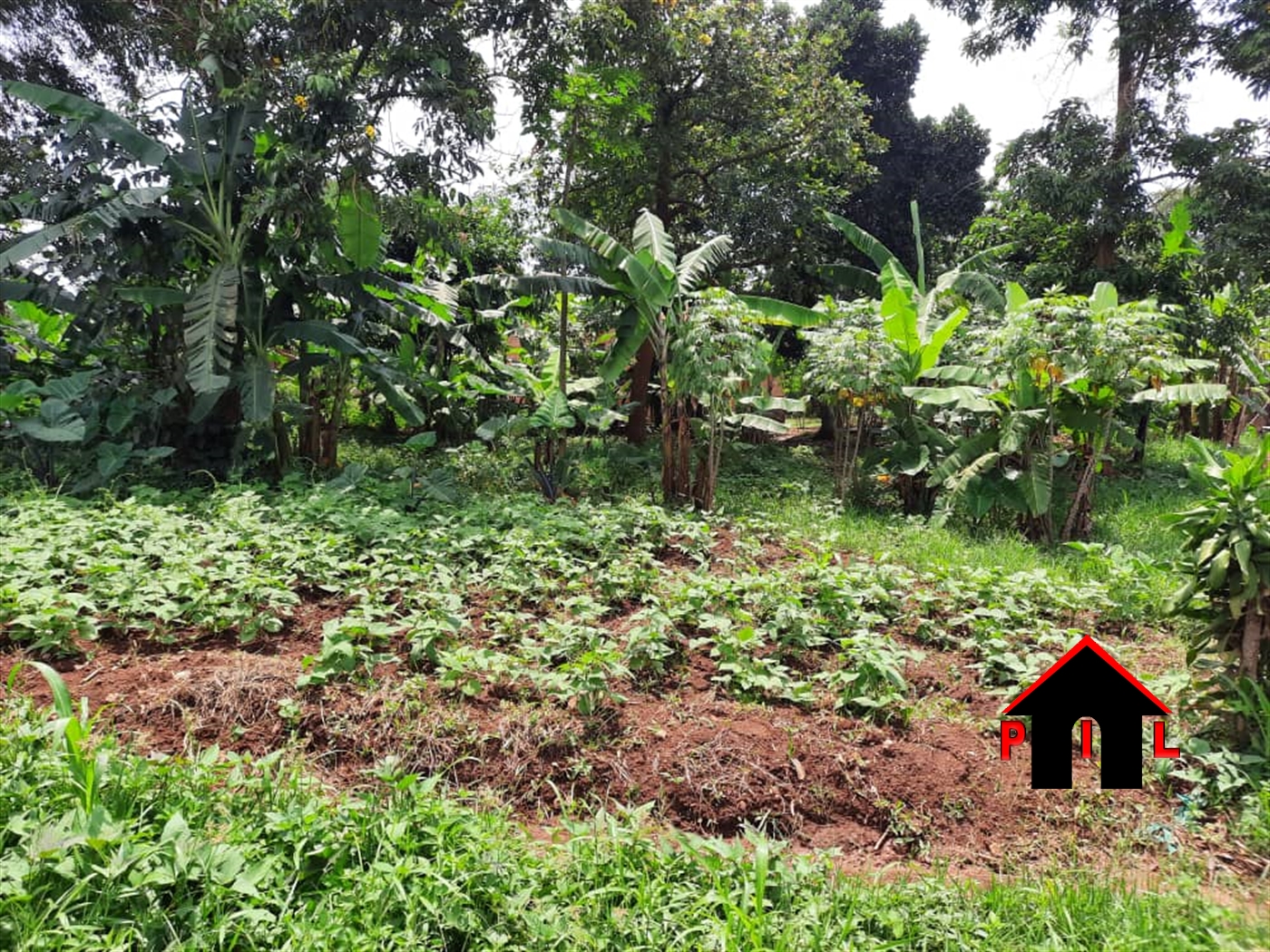 Agricultural Land for sale in Nakirebe Masaka