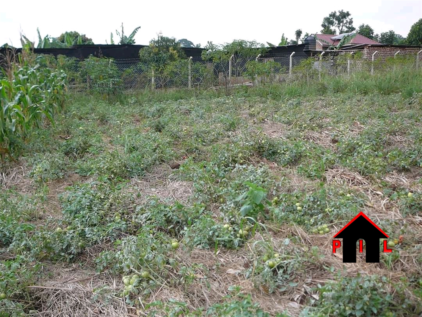 Agricultural Land for sale in Nabusanke Mpigi