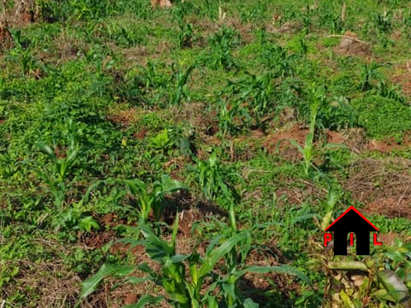 Agricultural Land for sale in Kalagala Luweero