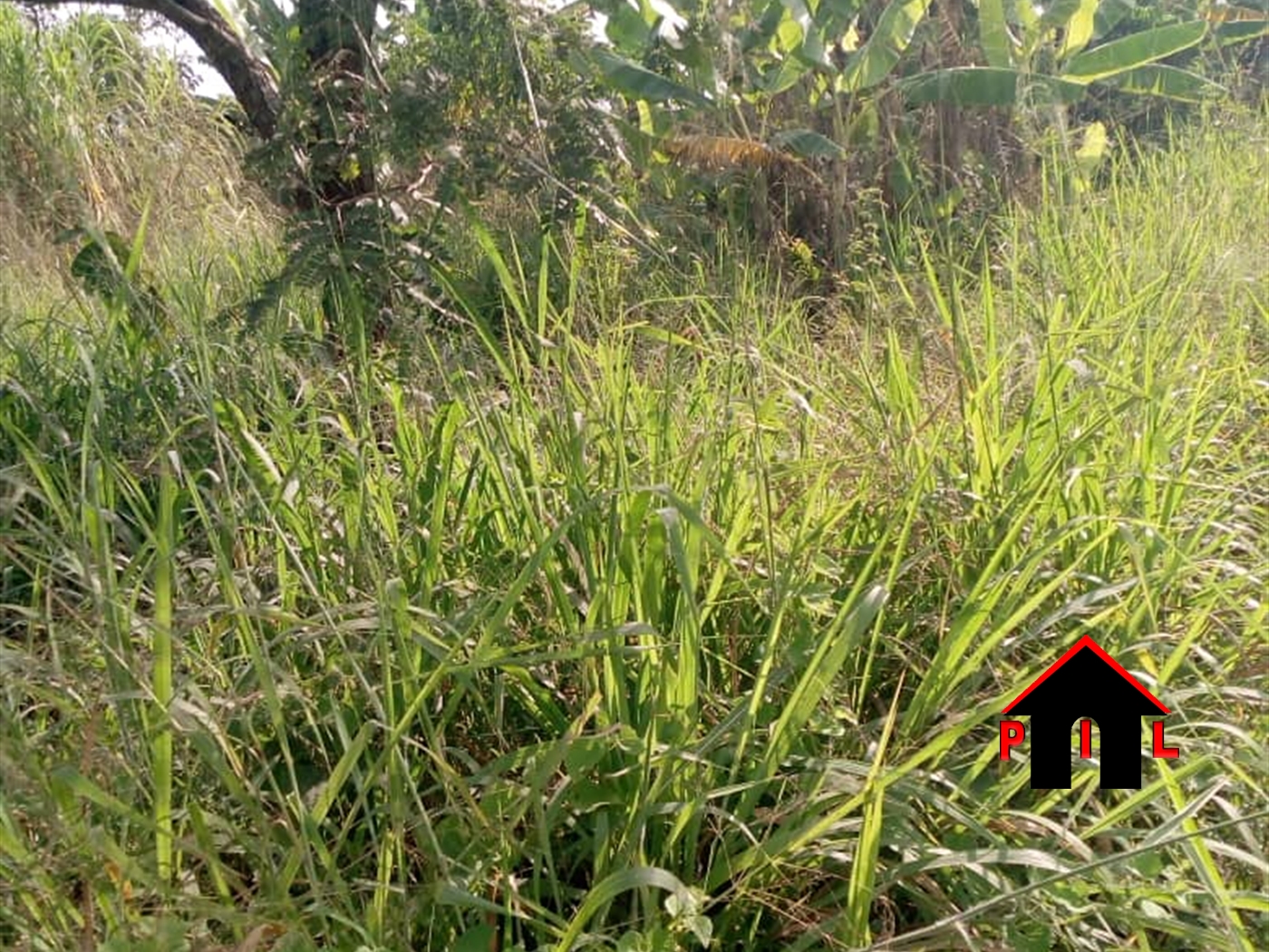 Agricultural Land for sale in Kikyuusa Luweero