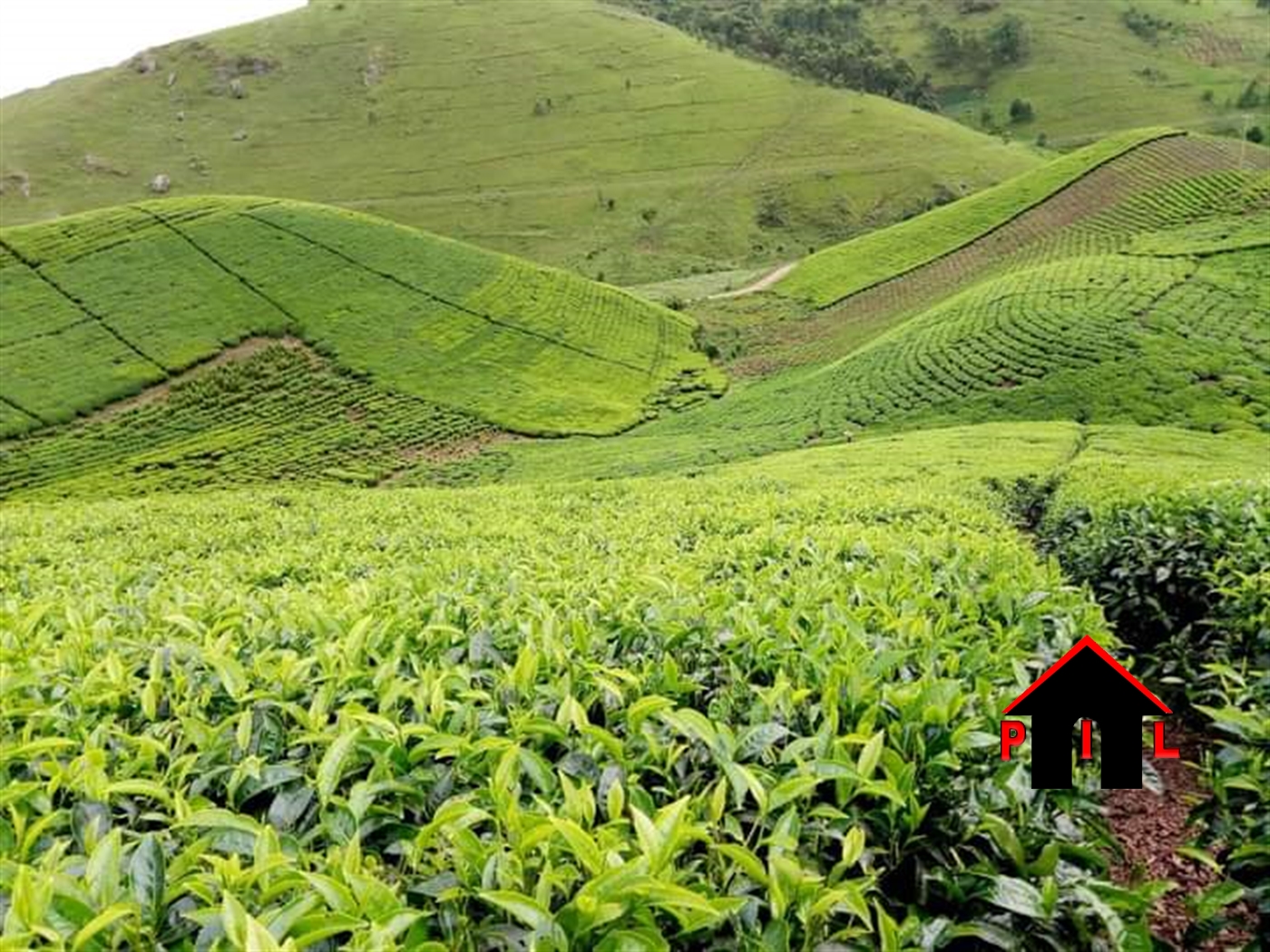 Agricultural Land for sale in Kikyuusa Luweero