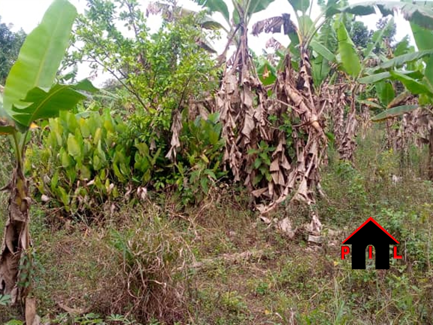 Agricultural Land for sale in Kikyuusa Luweero