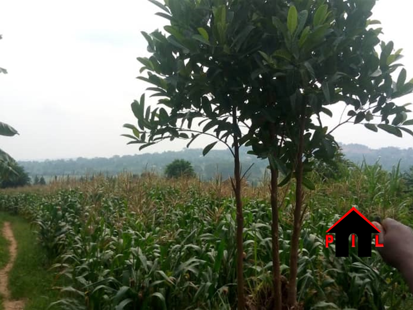 Agricultural Land for sale in Busiika Luweero