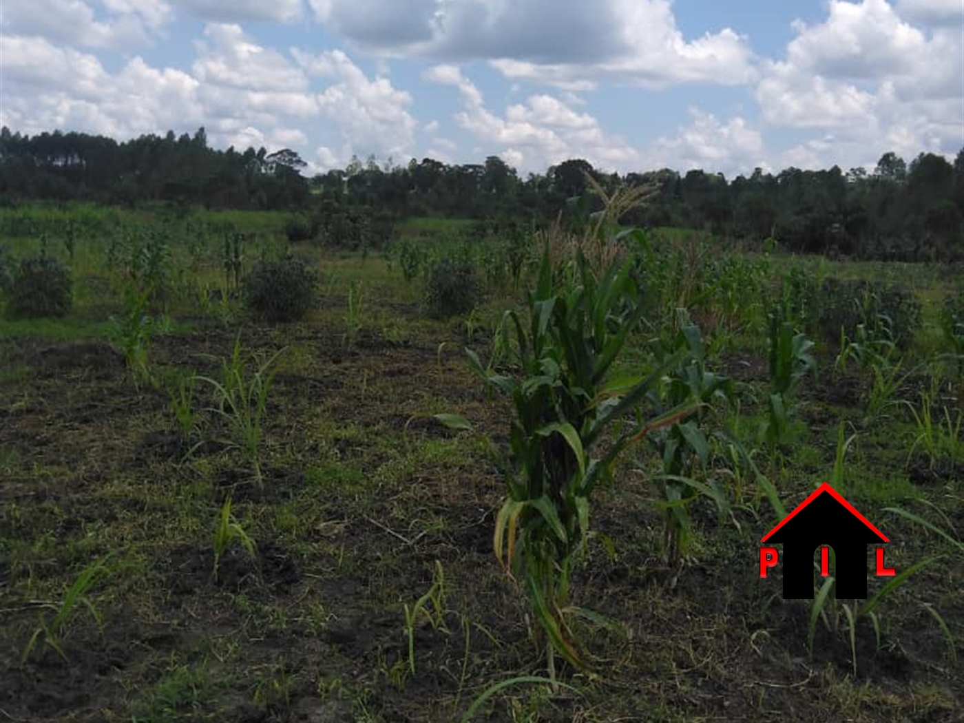 Agricultural Land for sale in Busiika Luweero