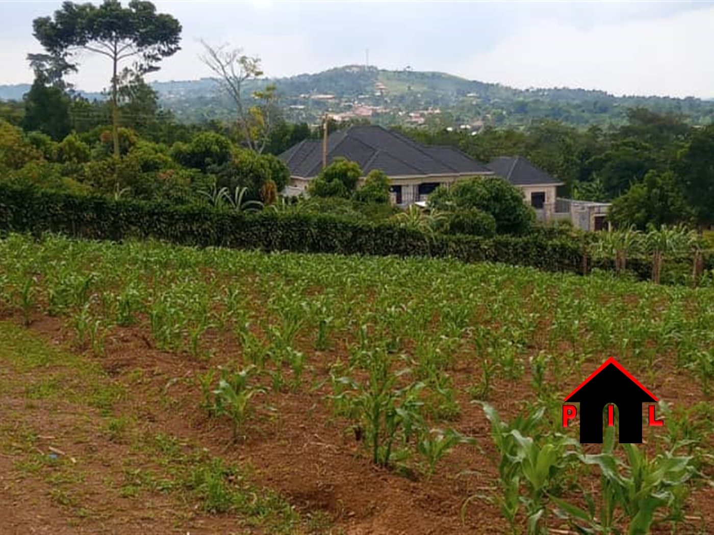 Agricultural Land for sale in Ziloobwe Luweero