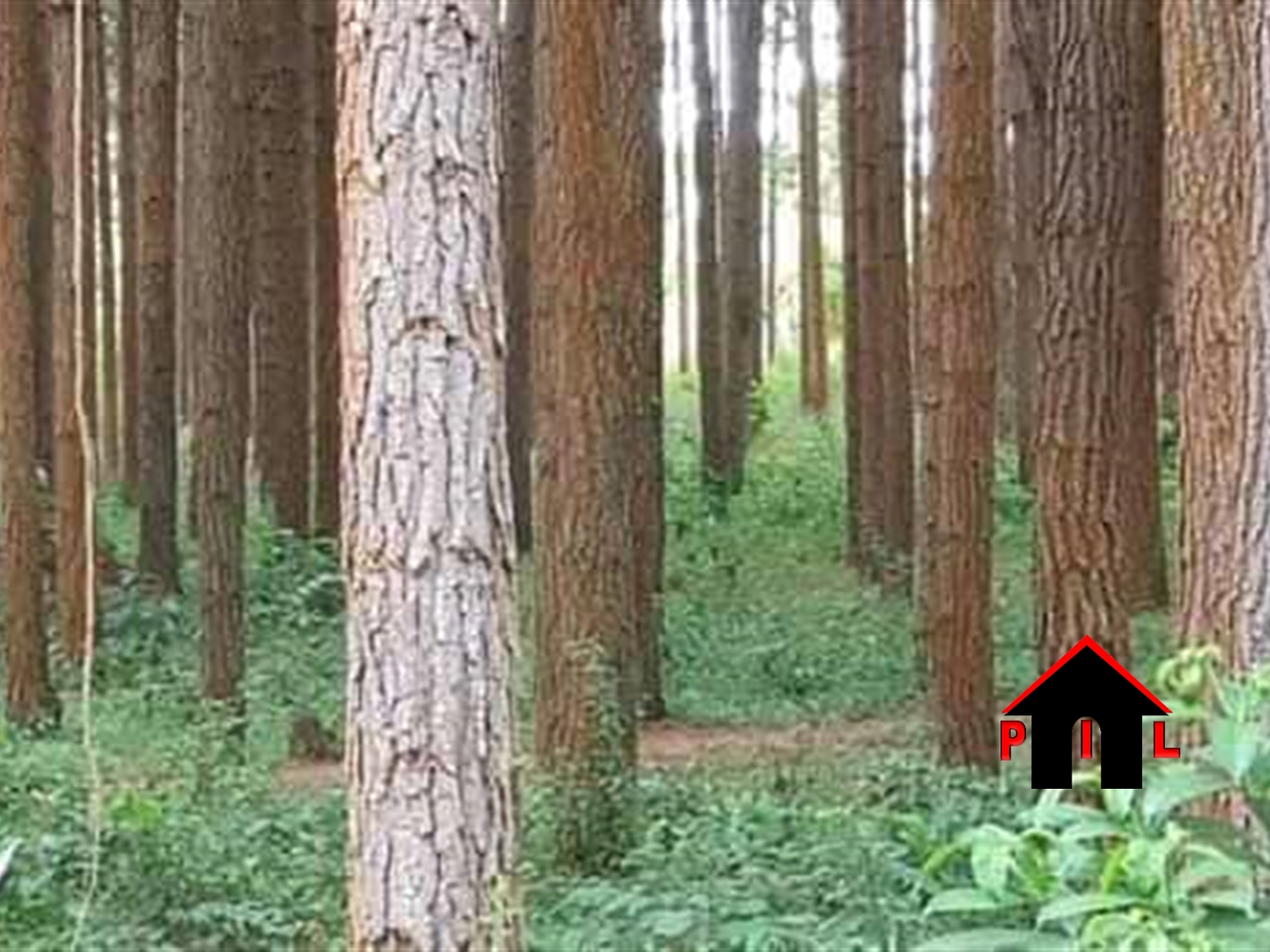 Agricultural Land for sale in Kitoda Wakiso