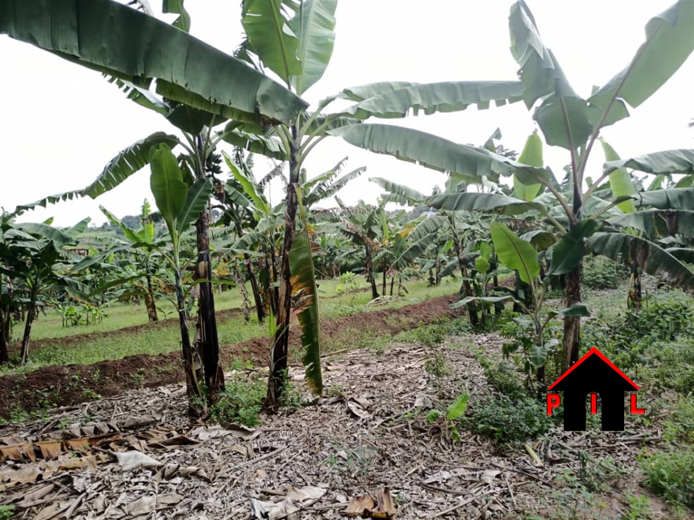 Agricultural Land for sale in Kasana Luwero