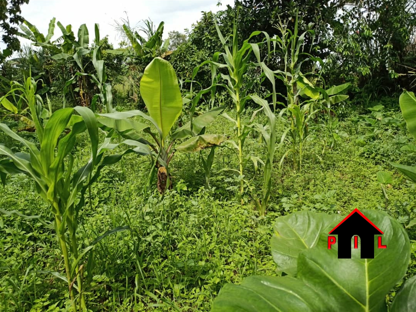 Agricultural Land for sale in Kagugube Luweero