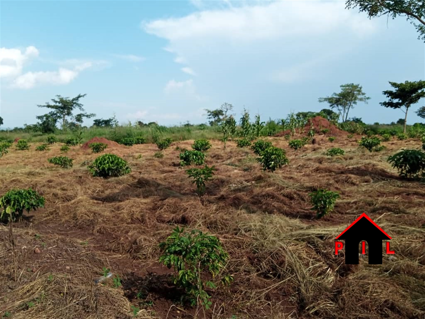 Agricultural Land for sale in Kiwoko Luweero
