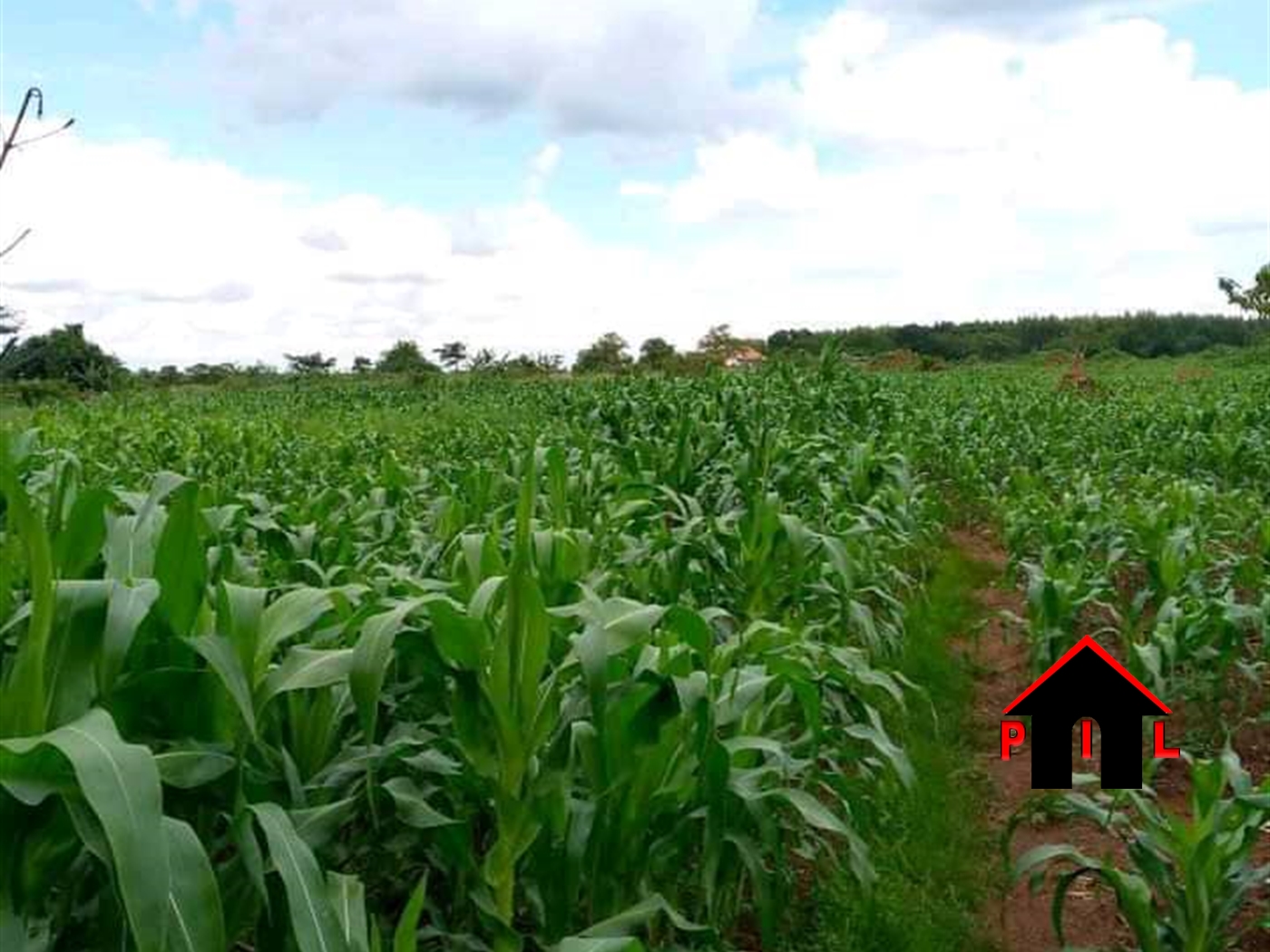 Agricultural Land for sale in Kyetume Luweero