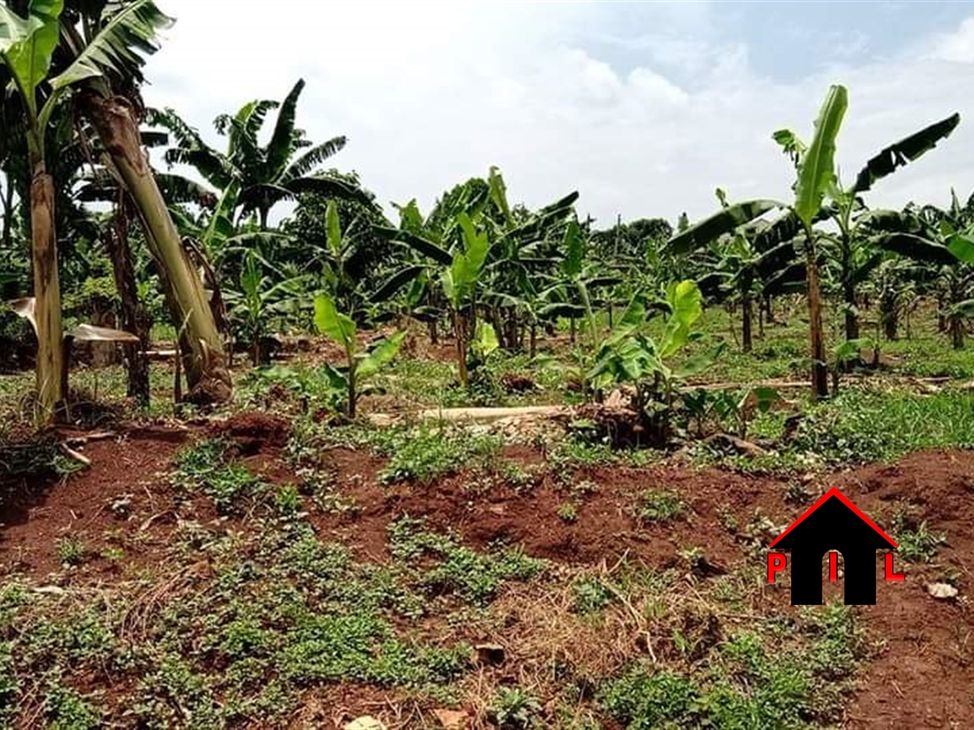 Agricultural Land for sale in Nakaseta Luweero