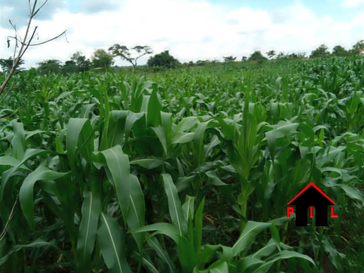 Agricultural Land for sale in Kakonge Luweero