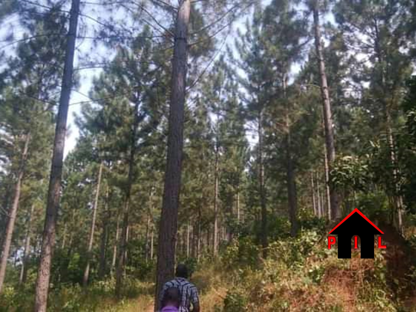 Agricultural Land for sale in Kitoda Bugiri