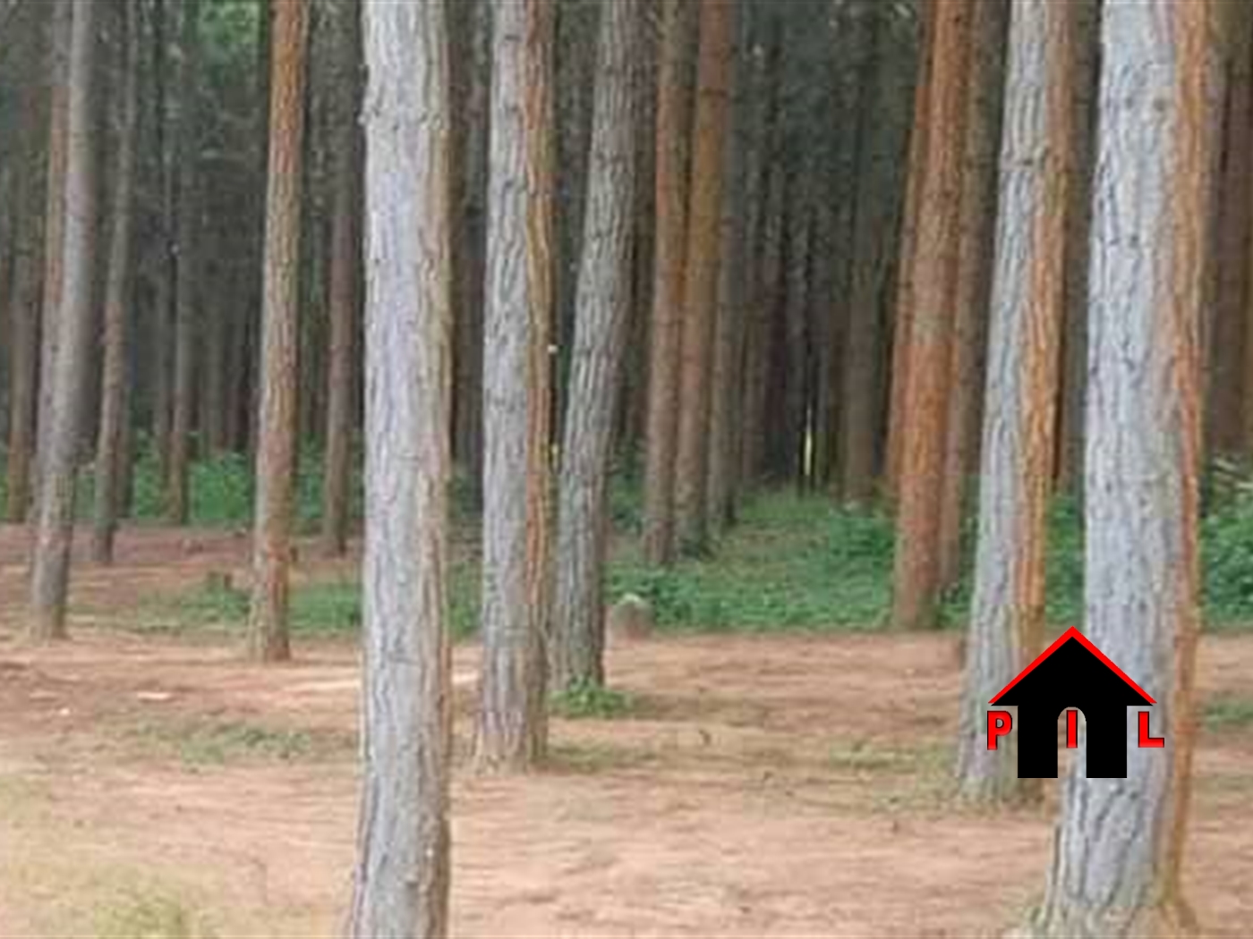 Agricultural Land for sale in Kitoda Bugiri