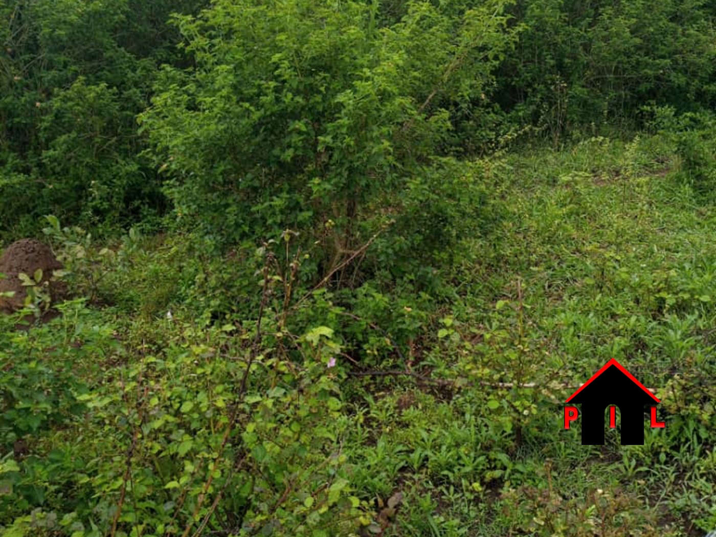 Agricultural Land for sale in Butalangu Nakaseke