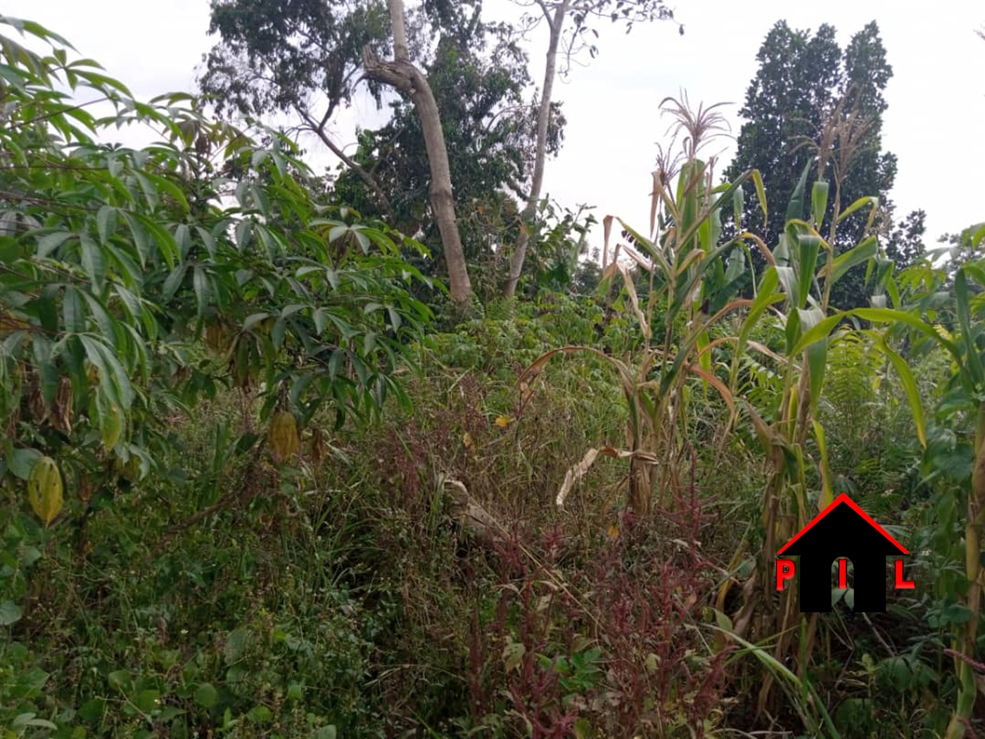 Agricultural Land for sale in Kisimula Nakaseke