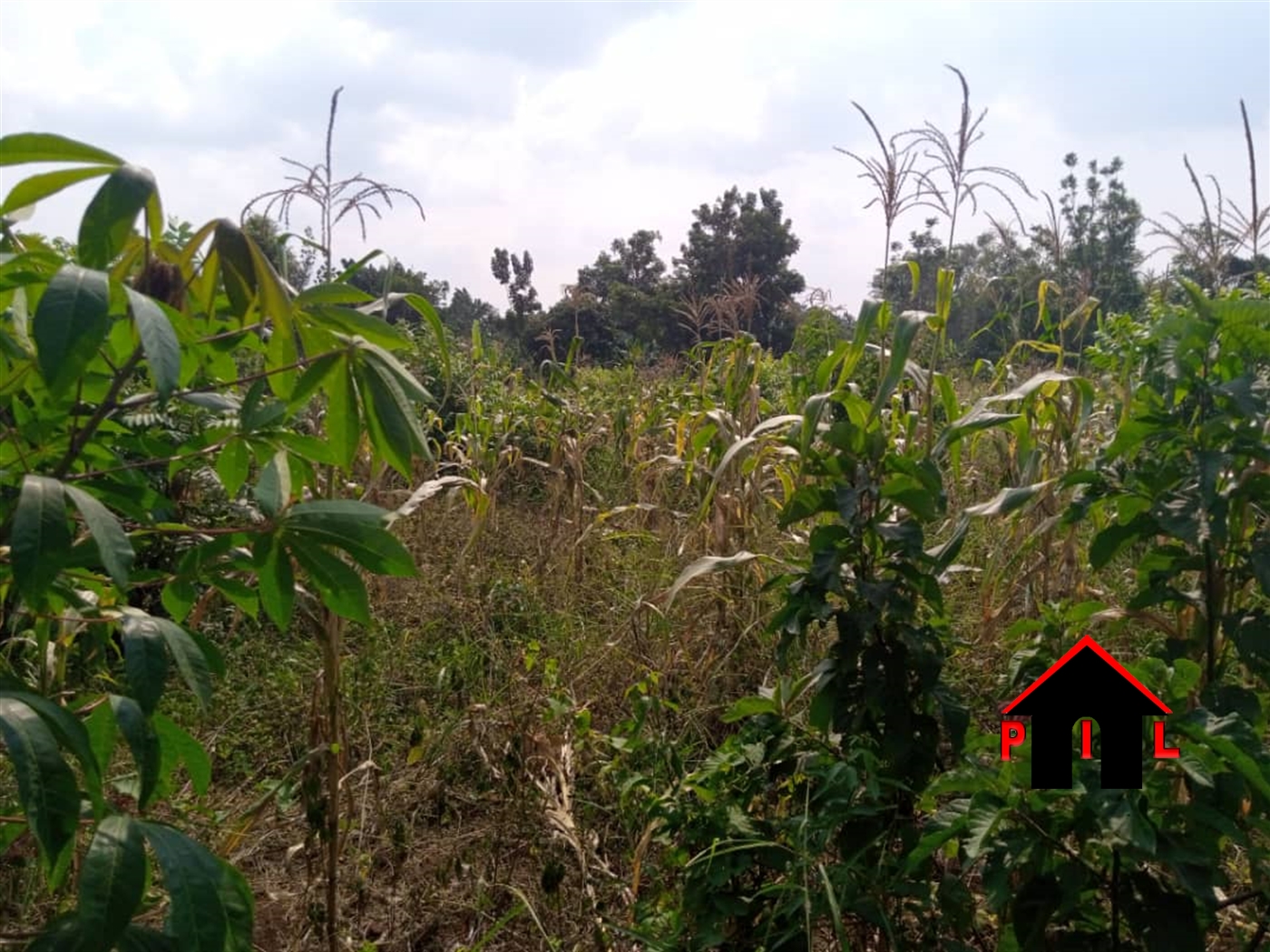 Agricultural Land for sale in Kisimula Nakaseke