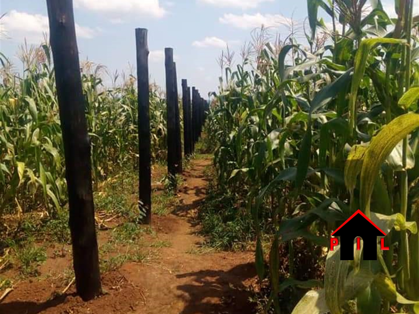 Agricultural Land for sale in Kasanjje Wakiso