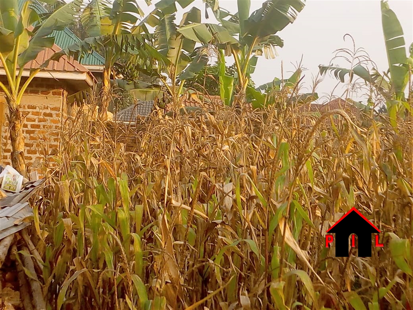 Agricultural Land for sale in Alelele Nwoya