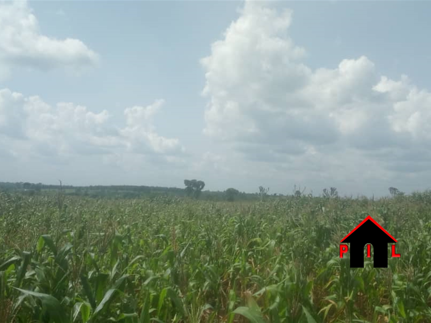 Agricultural Land for sale in Alelele Nwoya