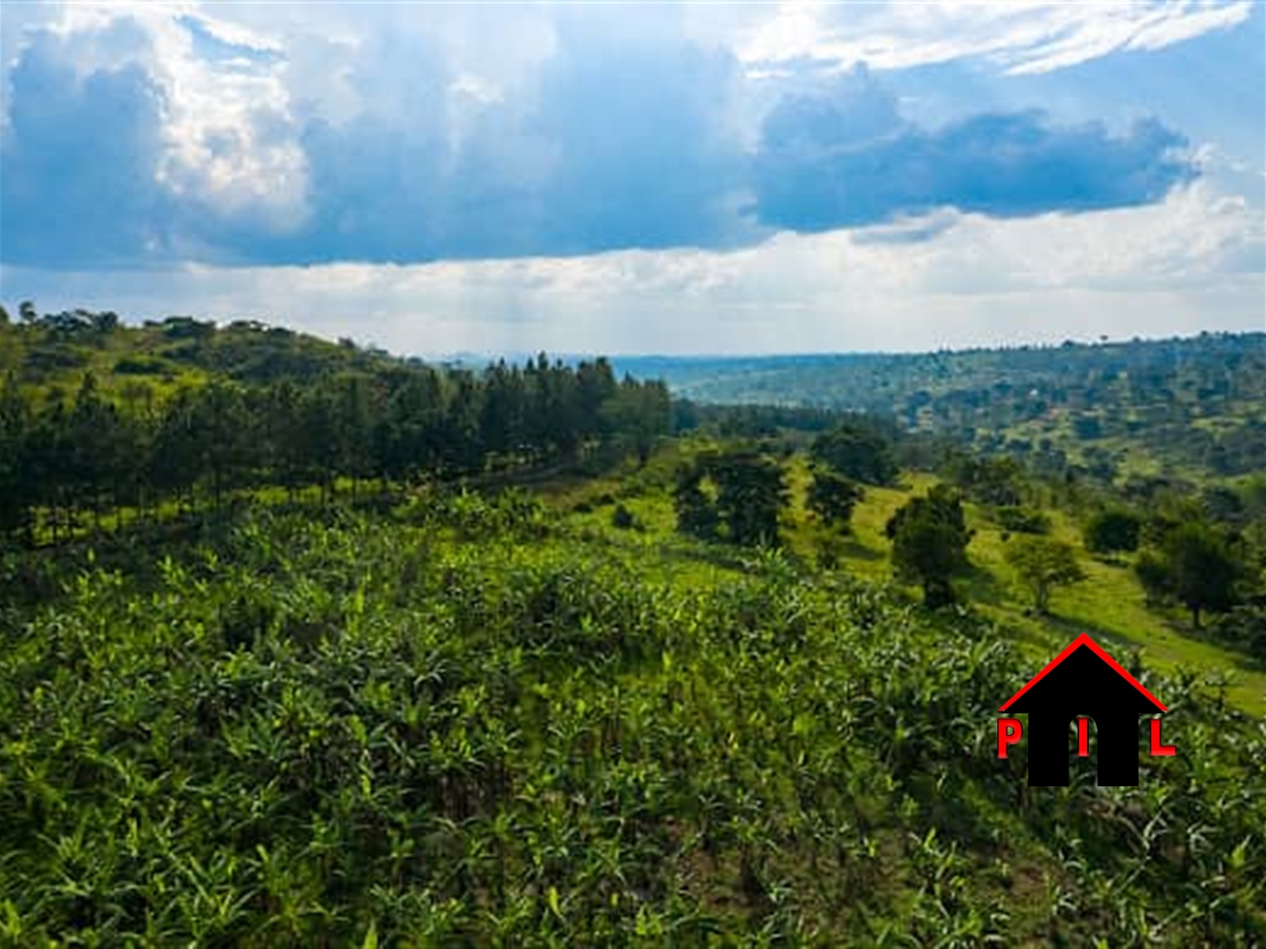 Agricultural Land for sale in Kassanda Mityana