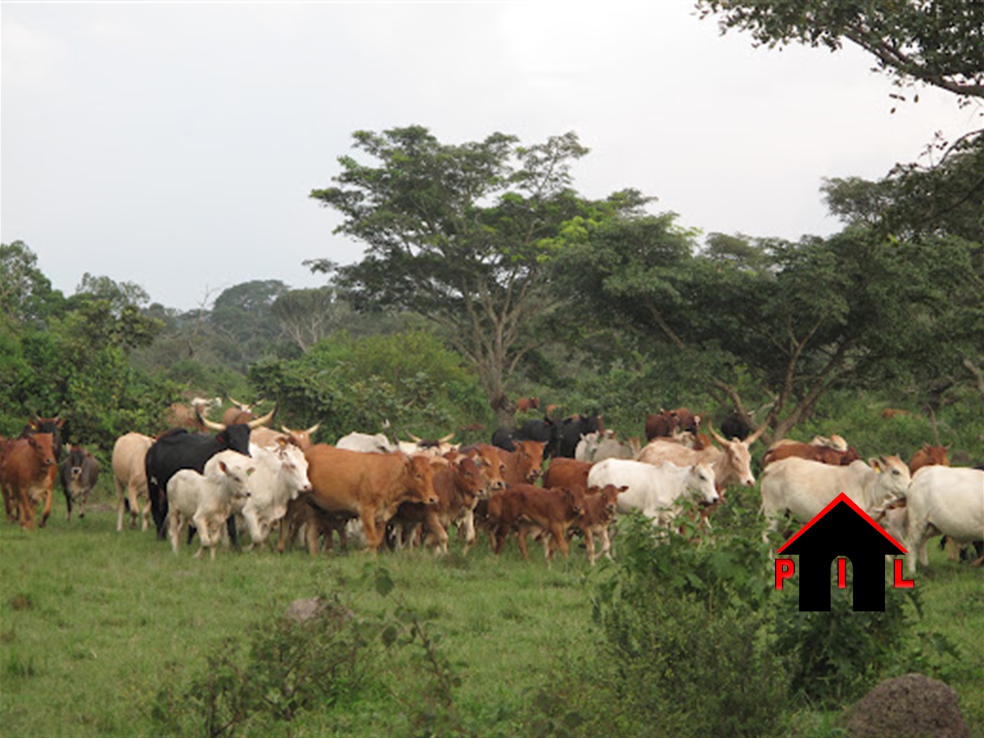 Agricultural Land for sale in Kassanda Mityana