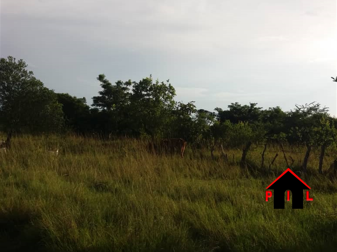 Agricultural Land for sale in Namaasa Nakasongola