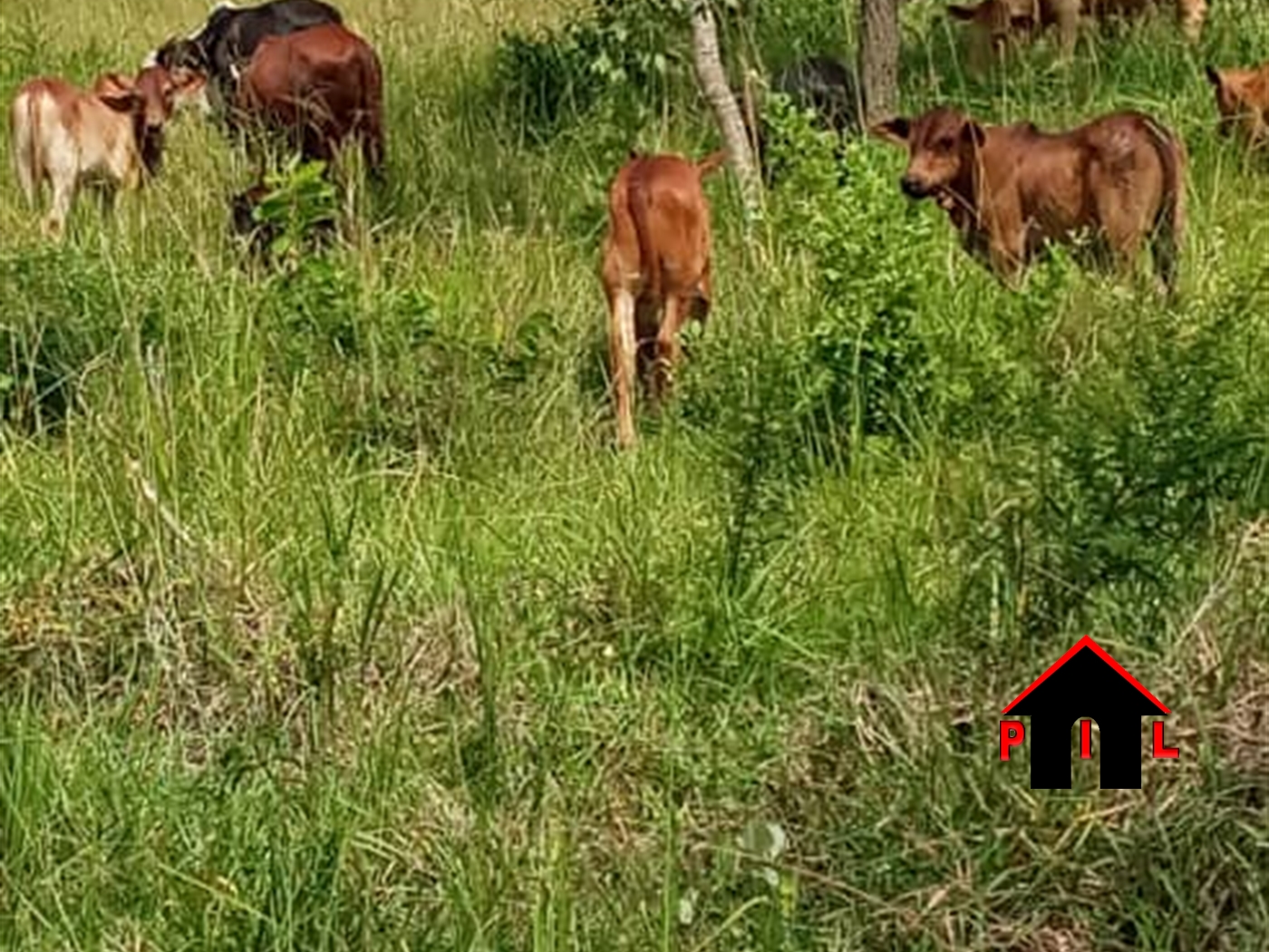Agricultural Land for sale in Kyankwanzi Hoima