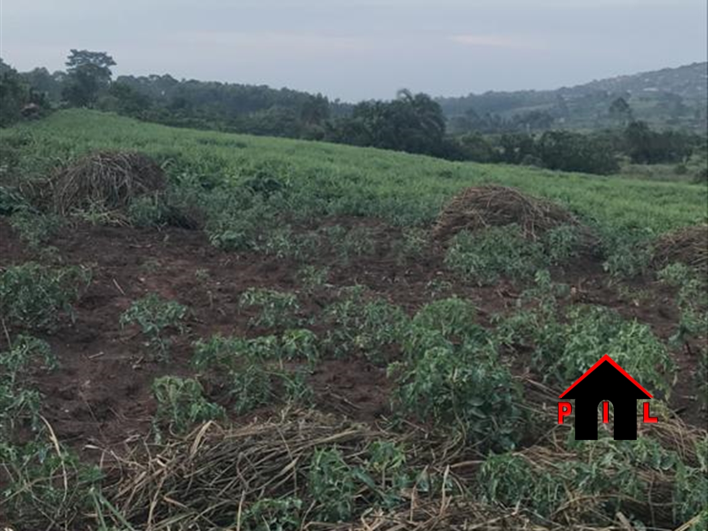 Agricultural Land for sale in Kiiso Luweero