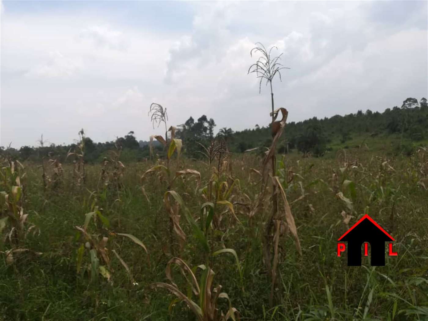 Agricultural Land for sale in Bukalasa Luwero