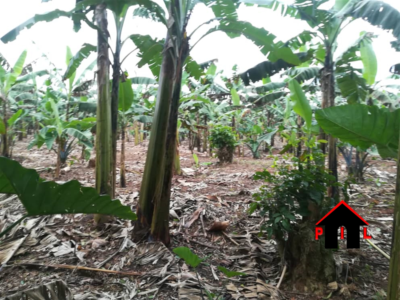 Agricultural Land for sale in Wabikokoma Luweero