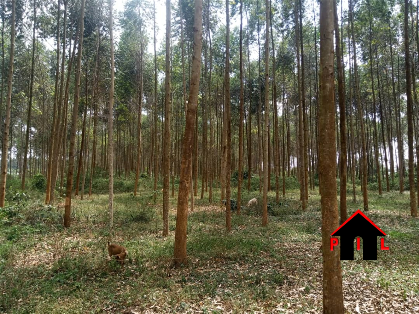 Agricultural Land for sale in Seroma Mukono