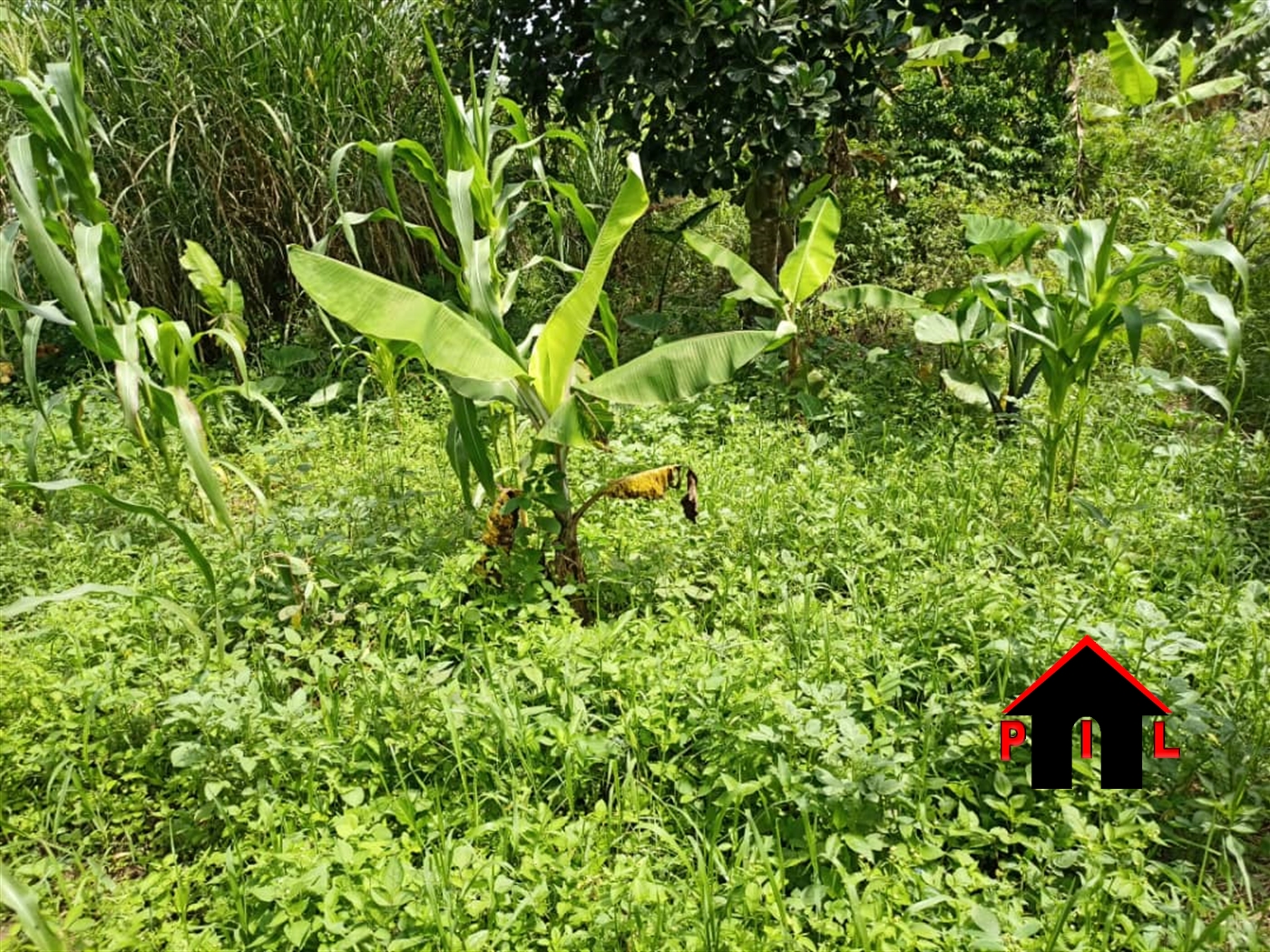 Agricultural Land for sale in Buwaya Wakiso