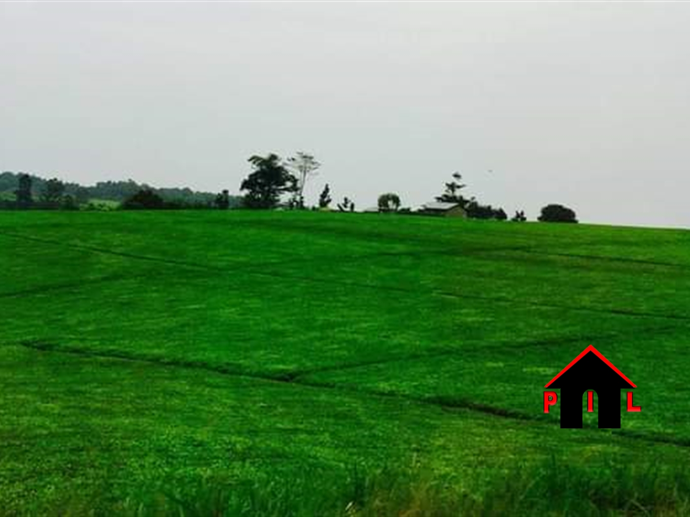 Agricultural Land for sale in Butalangu Nakaseke