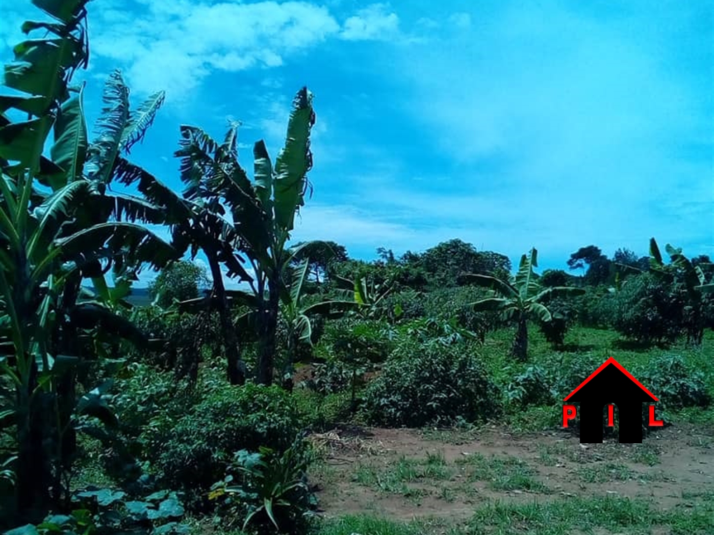 Agricultural Land for sale in Buwaya Nakaseke